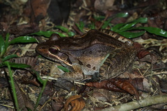 Leptodactylus bolivianus