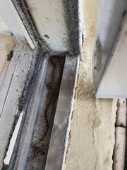 Leiocephalus carinatus