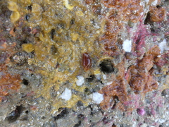 Doriopsilla albopunctata