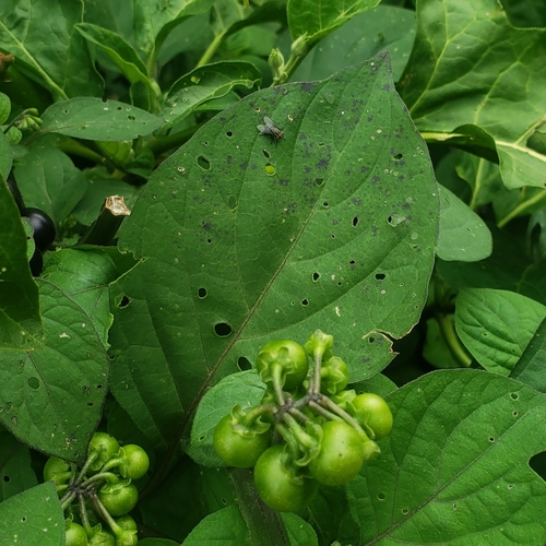 Garden Huckleberry