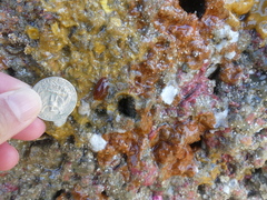 Doriopsilla albopunctata