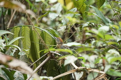 Sakesphorus canadensis