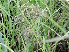 Scirpus radicans