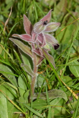 Nonea vesicaria
