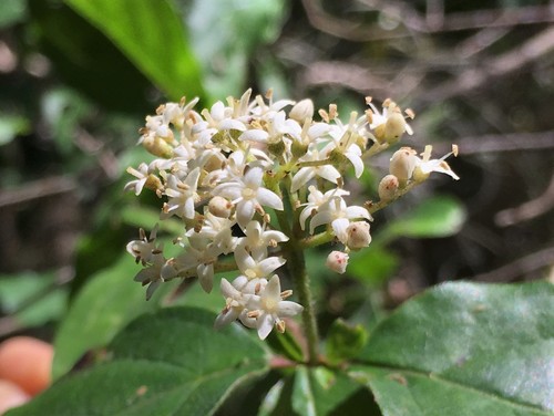 toughleaf dogwood (Cornus asperifolia)