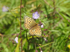 Argynnis adippe