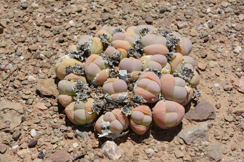 Gibbaeum heathii