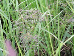 Scirpus radicans
