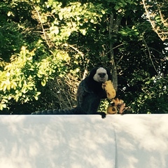 Callithrix geoffroyi