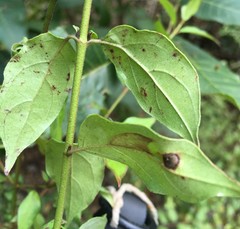 Cornus asperifolia