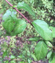 Cornus asperifolia