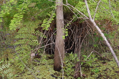 Taxodium distichum