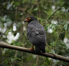 Helicolestes hamatus