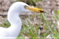 Bubulcus ibis
