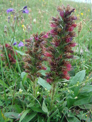 Pontechium maculatum