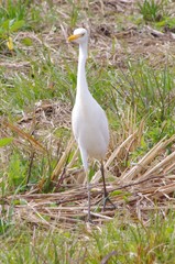 Bubulcus ibis