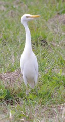 Bubulcus ibis