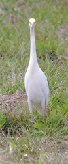 Bubulcus ibis