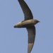 Sick's Swift - Photo (c) marcelo_allende, some rights reserved (CC BY-NC), uploaded by marcelo_allende