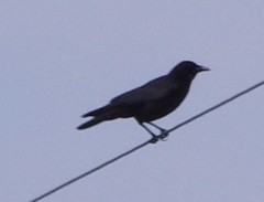 Corvus brachyrhynchos