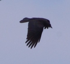 Corvus brachyrhynchos