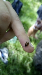 Plagiodera erythroptera