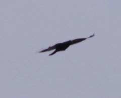 Corvus brachyrhynchos