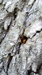Plagiodera erythroptera