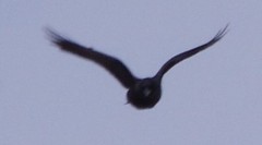 Corvus brachyrhynchos