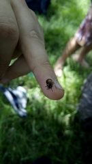 Plagiodera erythroptera