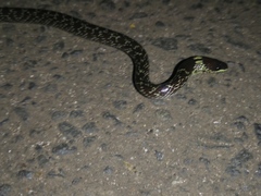 Lycodon capucinus