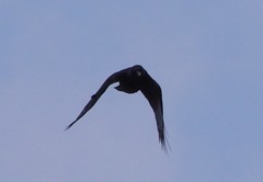 Corvus brachyrhynchos