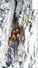 Plagiodera erythroptera