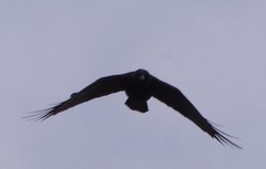 Corvus brachyrhynchos