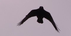 Corvus brachyrhynchos