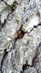 Plagiodera erythroptera