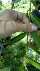 Plagiodera erythroptera