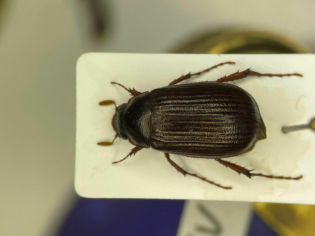 Serica atracapilla