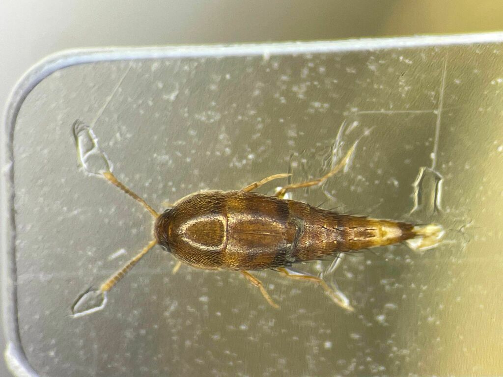 Sepedophilus scriptus