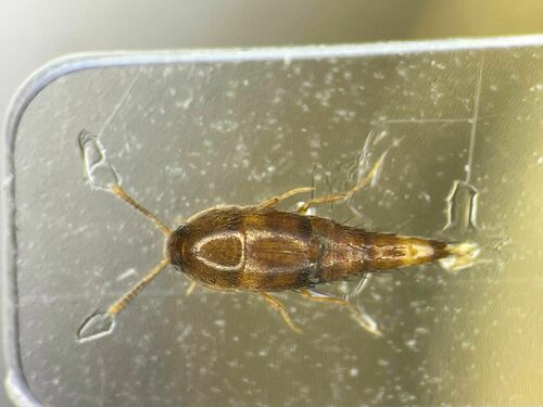 Sepedophilus scriptus