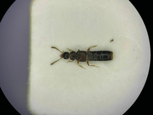 Leptusa gatineauensis