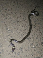 Lycodon capucinus