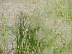 Scirpus radicans
