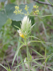 Melampyrum argyrocomum