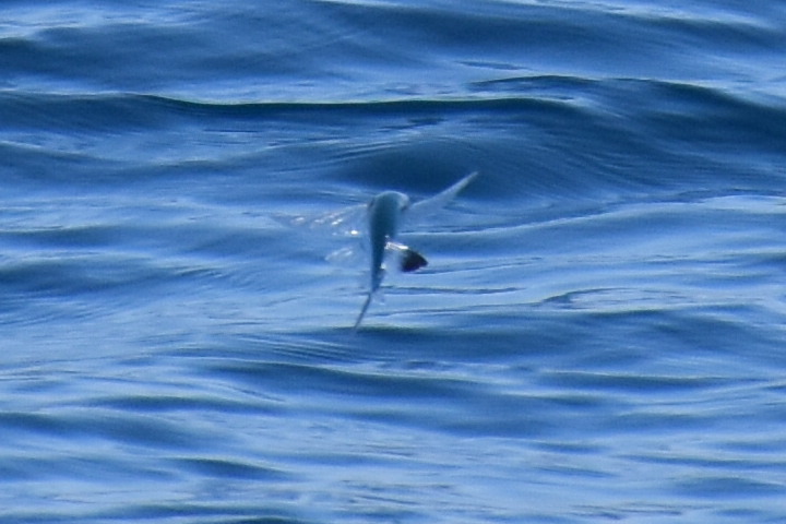 Pacific Sailfin Flyingfish (Parexocoetus brachypterus)