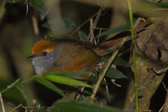 Synallaxis ruficapilla