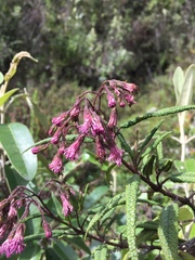Aristeguietia glutinosa