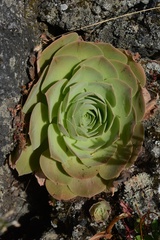Aeonium canariense image