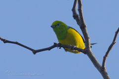 Chlorophonia cyanea