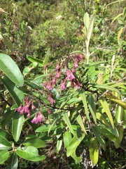 Aristeguietia glutinosa